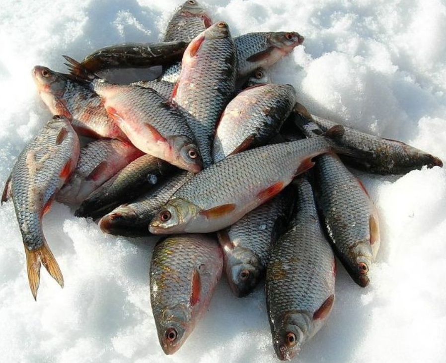 Зимняя рыбалка на Матырском водохранилище