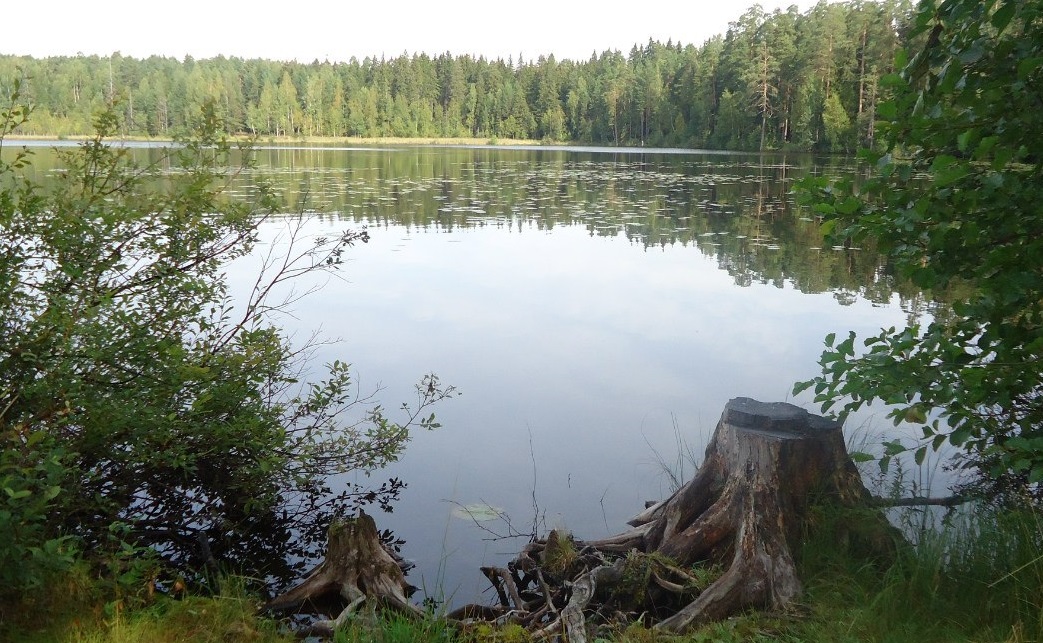 Рыбалка озеро Щучье в Ленинградской области