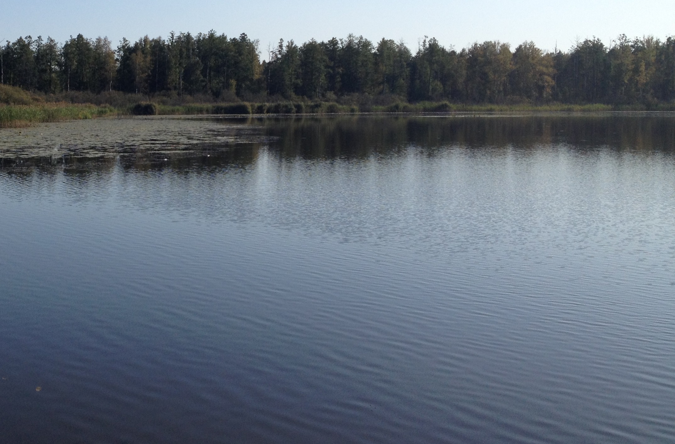 Рыбалка озеро Шумовец в Брянской области