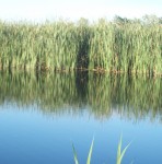 Озеро Шадрино – место для рыбака
