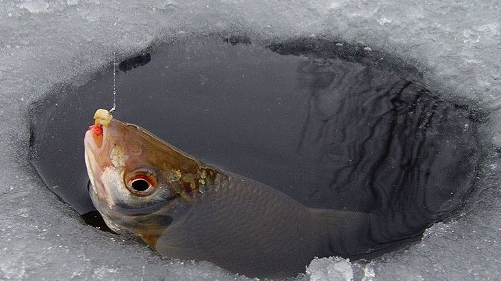 Рыбалка на плотву зимой