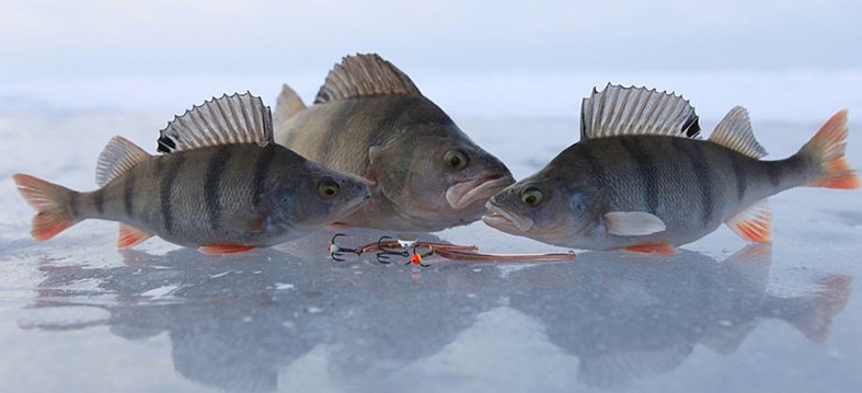 Зимняя рыбалка на окуня