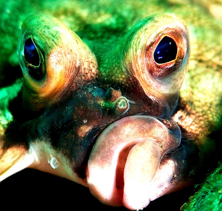 Какие глаза у рыб. Цвет глаз у рыб. Цветовое зрение у рыб. Рыба с ресницами.
