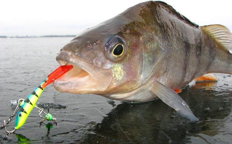 Как выбрать блесну для зимней рыбалки на окуня?