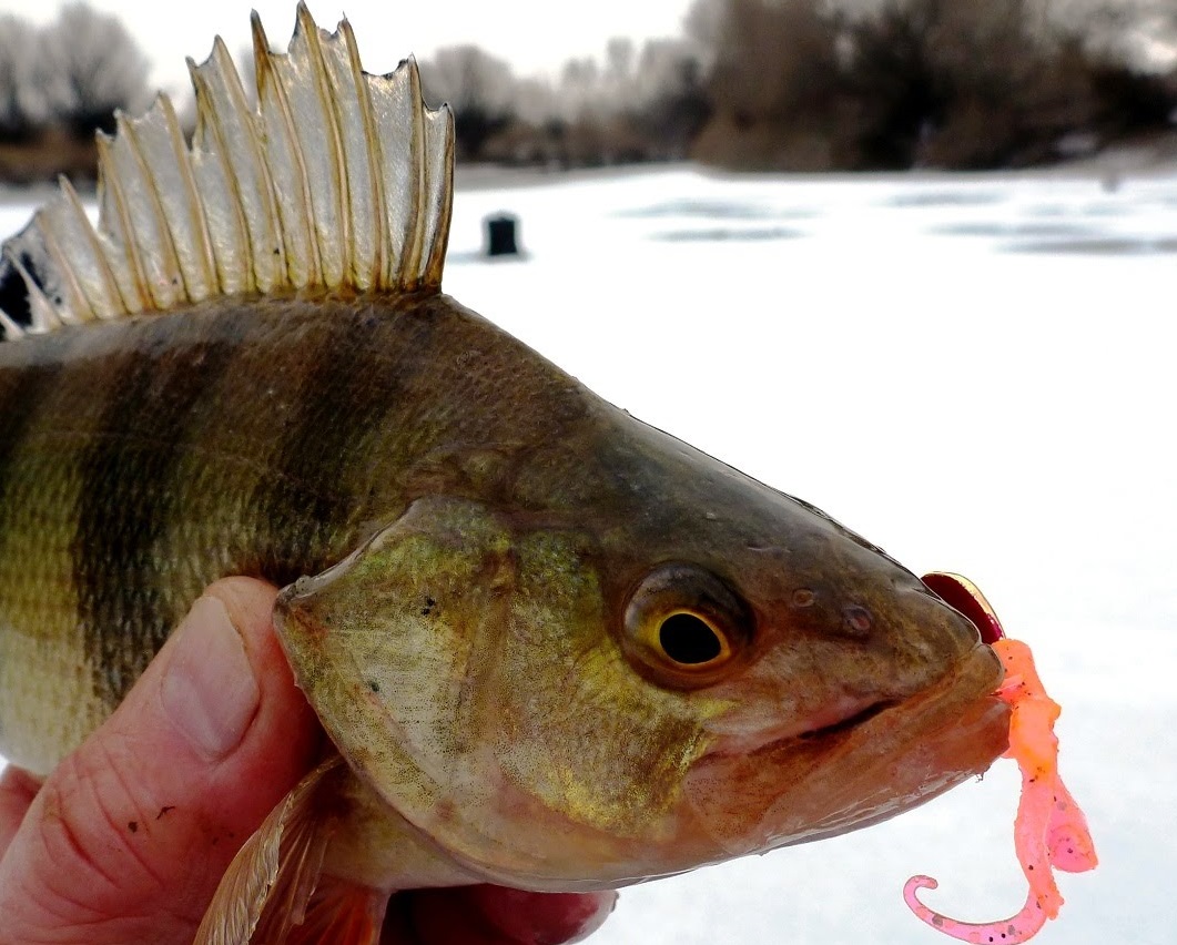 Давление для ловли окуня зимой - полезные советы для рыболовов