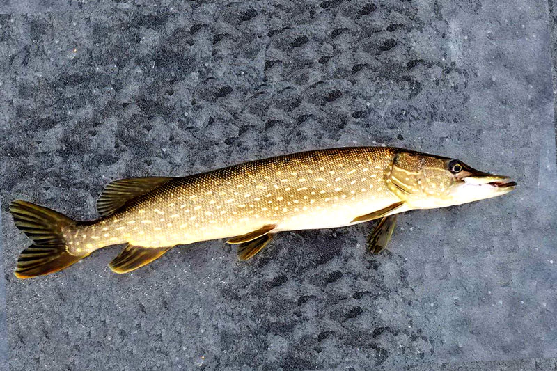 Фото щуки на рыбалке зимой на жерлицу: лучшие снимки и секреты удачного улова