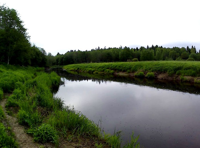 Река Коваши в Сосновом бору Ленинградской области