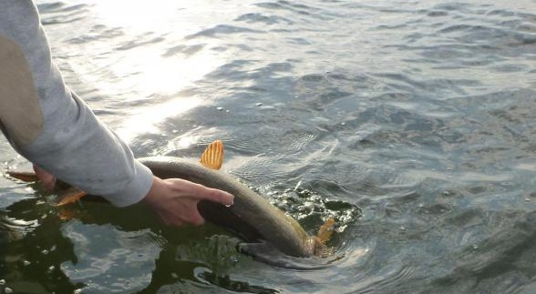 Рыбалка озеро Медвежье в Костромской области