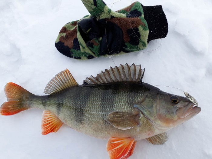Зимняя рыбалка в Астраханской области
