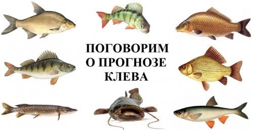 Рыба В Оке Виды Фото С Названиями